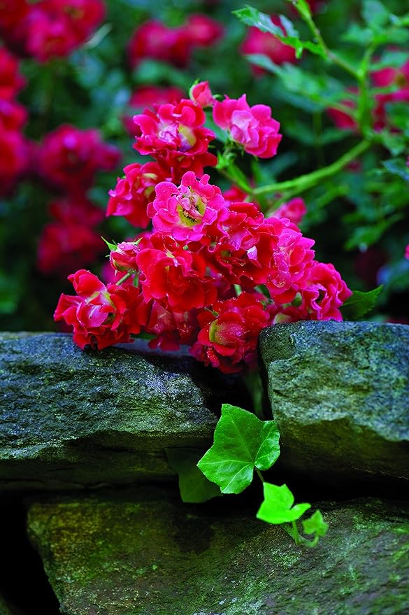 Drift Roses - Rosa Red Drift (Rose) Rose, double red flowers, #2 - Size Container