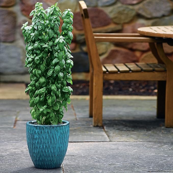 Park Seed Basil Herb Plant Seeds, Easy to Grow, Variety of Colors, Spring Garden, Everleaf Emerald Towers, Pack of 50