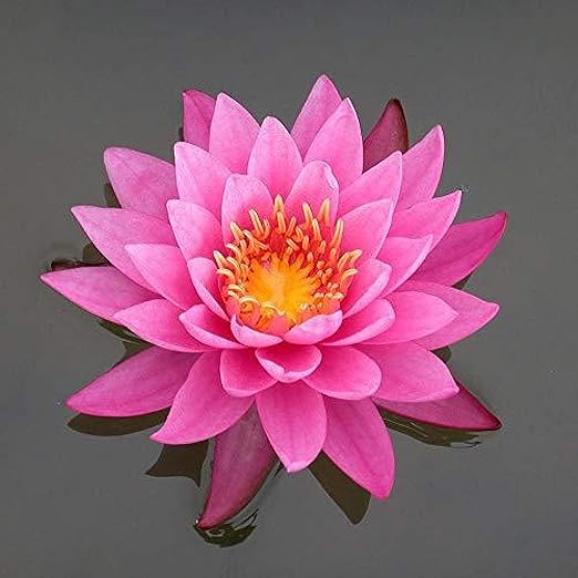 Aquatic Plant Fertilizer for Water Lily and Lotus | Great for Use in a Pond & Aquarium | Perfect Plant Food (60 Count)