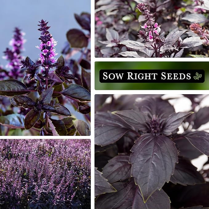 Sow Right Seeds - Opal Basil Seeds for Planting - Non-GMO Heirloom Packet with Instructions to Plant Indoors or Outdoor - Great for Hydroponics or Growing a Kitchen Herb Garden - Purple Leaves (2)
