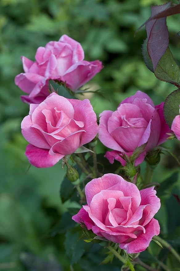 Green Promise Farms Rosa Knock Out` (Reblooming) Rose, 3 Size Container, pink flower
