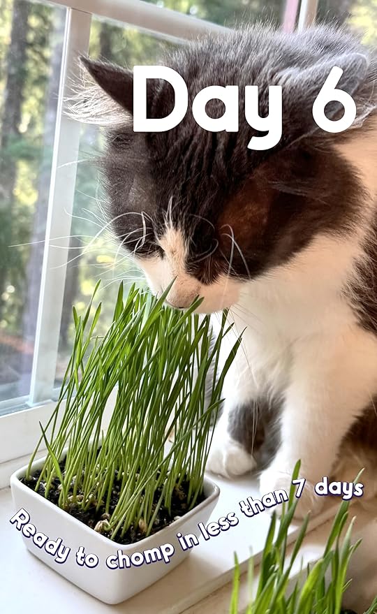 Cat Grass Seeds Favorites Blend – Soft Wheatgrass & Smooth Ryegrass – Grows 77 Pots of Fresh Cat Grass for Indoor Cats –Easy & Fast – Bulk Rescuer's Pack Grows 800 Square inches of Edible cat Grass