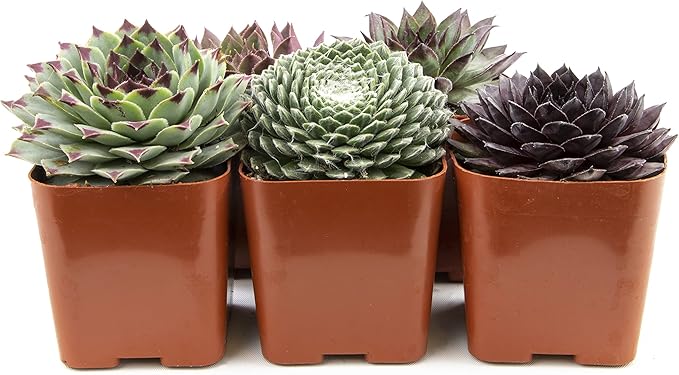 Sempervivum Succulents Plants Live Indoor Plants (5PK), Sempervivum Plants Live Houseplants, Hen and Chicks Live Plants Indoor House Plants, Rosette Succulent Plants in Plant Pots by Plants for Pets