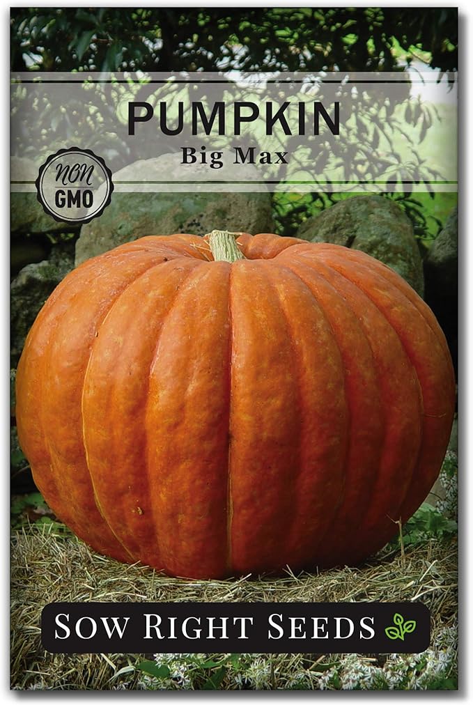 Sow Right Seeds - Big Max Pumpkin Seeds for Planting - Non-GMO Heirloom Packet with Instructions to Plant a Home Vegetable Garden - Decorative Autumn Variety for Carving - Giant Fast Growing (1)