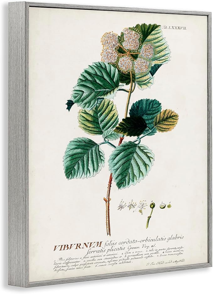 Stupell Industries Botanical Plant Illustration Seeds Vintage Design, Design by World Art Group, Grey Framed, 24 x 30