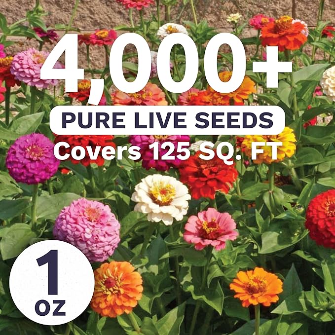 Zinnia Cut & Come Again Mix - Large 1 Ounce Packet - 4,000 Flower Seeds for Planting - Zinnia elegans