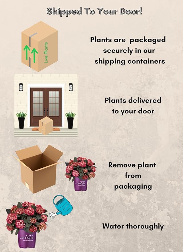 2 Gallon FIRST EDITIONS Eclipse Hydrangea Shrub