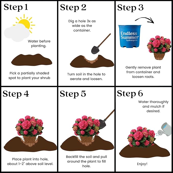 2 Gal. Summer Crush Hydrangea Shrub