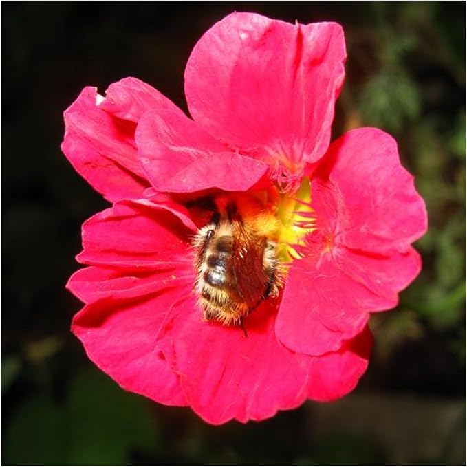 Seed Needs, 350+ Nasturtium Seeds “Cherry Rose” (Tropaeolum Minus) Non-GMO, Easy to Grow Flower Seeds, Attracts Pollinators - Bulk