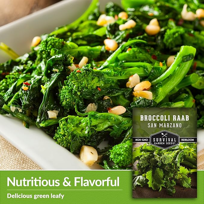 San Marzano Broccoli Raab Seed for Planting - 1 Seed Packet with Instructions to Plant & Grow Rabe or Rapini Broccoli in Your Home Vegetable Garden - Non-GMO Heirloom Variety - Survival Garden Seeds