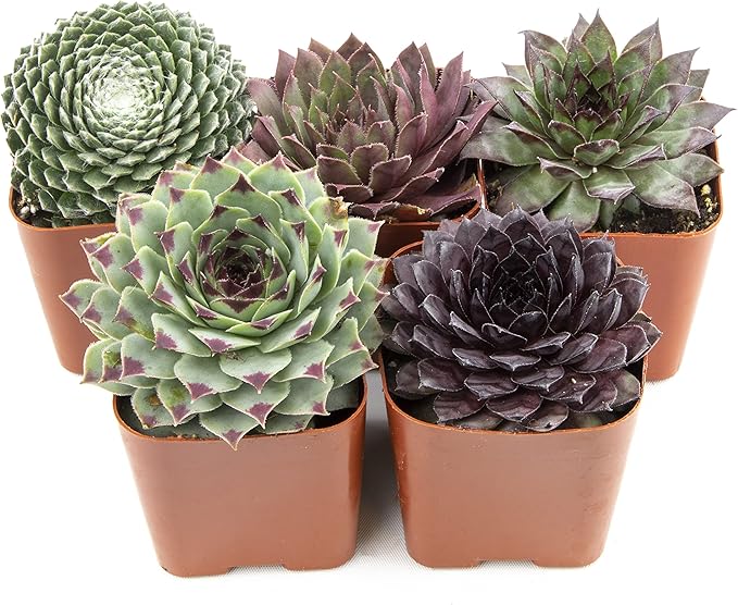 Sempervivum Succulents Plants Live Indoor Plants (5PK), Sempervivum Plants Live Houseplants, Hen and Chicks Live Plants Indoor House Plants, Rosette Succulent Plants in Plant Pots by Plants for Pets