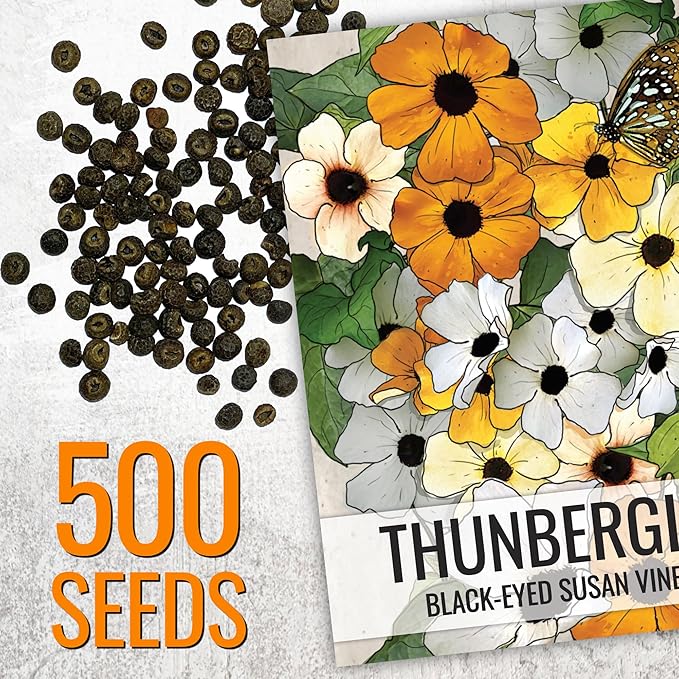 Seed Needs, Black-Eyed Susan Vine Seeds - 100 Heirloom Seeds for Planting Thunbergia alata - Annual Vining Flowers to Cover a Fence or Trellis (5 Packs)