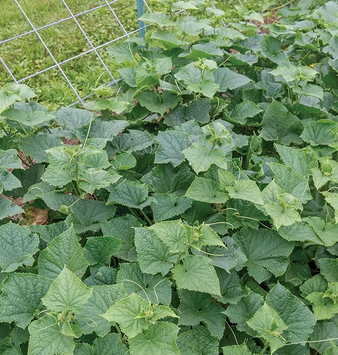 Burpee 'Bush Champion' Slicing Cucumber Seeds, 60 Non-GMO seeds, Container Friendly, Burpee Exclusive