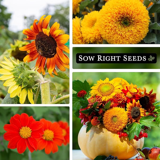 Sow Right Seeds - Mixed Sunflower Seeds for Planting - Non-GMO Heirloom Packet with Instructions - Great Wedding or Party Favor - Grow Giant Sunflowers in an Assortment of Bright, Unique Colors (3)