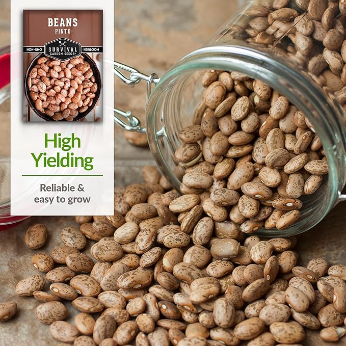 Pinto Bean Seeds for Planting - 3 Packets with Instructions for Growing Mottled/Peruano Beans in The Home Vegetable Garden - Non-GMO Open-Pollinated Heirloom & Untreated - Survival Garden Seeds
