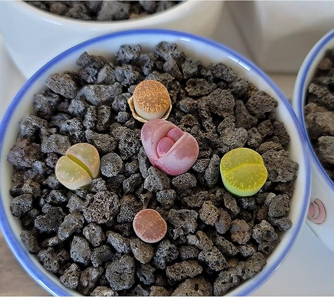 7LB Black Horticultural Lava Rock Soil for Decorative Landscaping Bonsai, Cacti, Succulents Plants Top Dressing for Release Excess Water