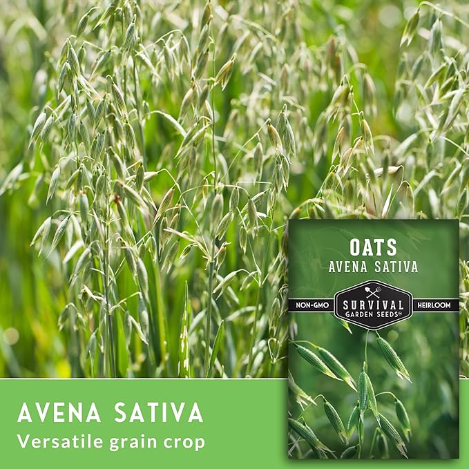Survival Garden Seeds - Oat Seed for Planting - 3 Packs with Instructions to Plant & Grow Avena Sativa in Your Home Vegetable or Herb Garden - Medicinal Herb & Cover Crop - Non-GMO Heirloom Variety