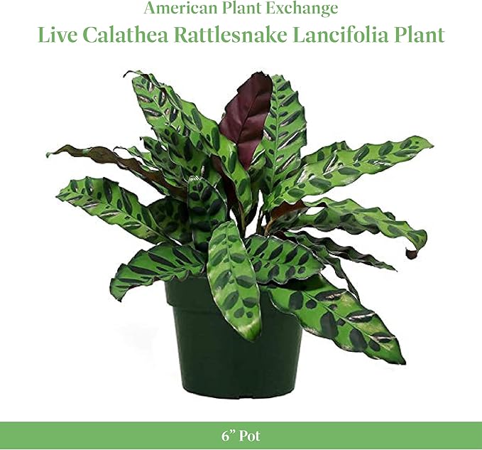 American Plant Exchange Calathea Rattlesnake with Stylish Pot Cover, Live Indoor Houseplant, 6-Inch Pot, Long Leaf Prayer Plant, Pet Safe, Tropical Houseplant for Home & Garden Décor