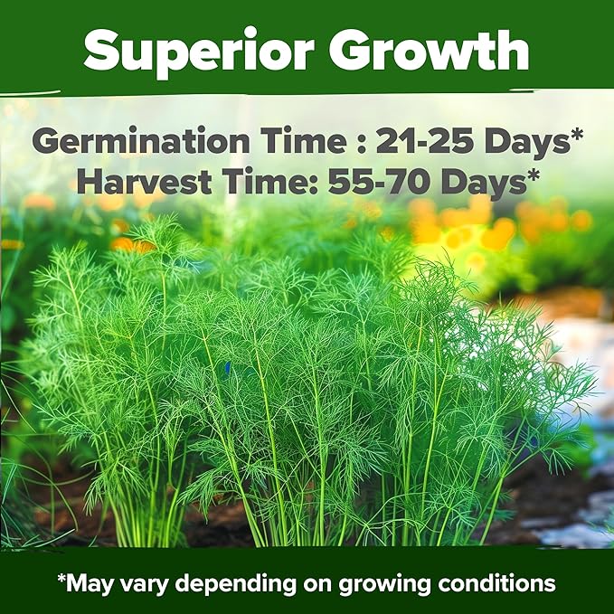 HOME GROWN Dill Seeds for Planting - 1014 Premium Bouquet Dill Seeds, Non-GMO and Heirloom Herb Seeds for Planting Outdoors, Grow Your Fragrant Dill Herb Garden (Anethum graveolens)