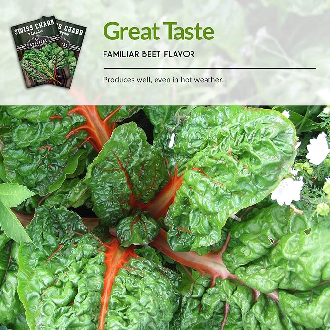 Survival Garden Seeds - Rainbow Swiss Chard Seed for Planting - 3 Packs with Instructions to Plant and Grow Colorful Stalked Vegetable Greens in Your Home Vegetable Garden - Non-GMO Heirloom Variety