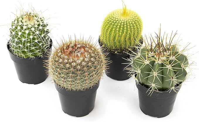 Altman Plants, Assorted Cactus Plants Live Plants (4 Pack), Live Cactus Plant Live Succulents Plants Live Houseplants, Cacti Live Indoor Plants Succulent Plants House Plants in Cactus Soil Potting Mix