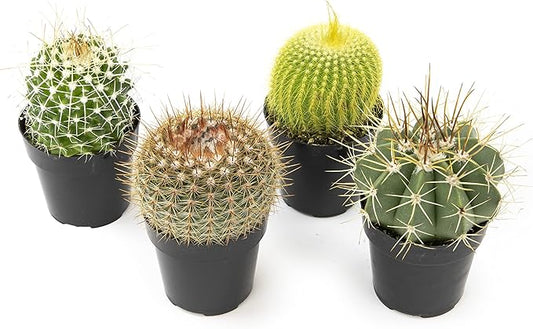 Altman Plants, Assorted Cactus Plants Live Plants (4 Pack), Live Cactus Plant Live Succulents Plants Live Houseplants, Cacti Live Indoor Plants Succulent Plants House Plants in Cactus Soil Potting Mix