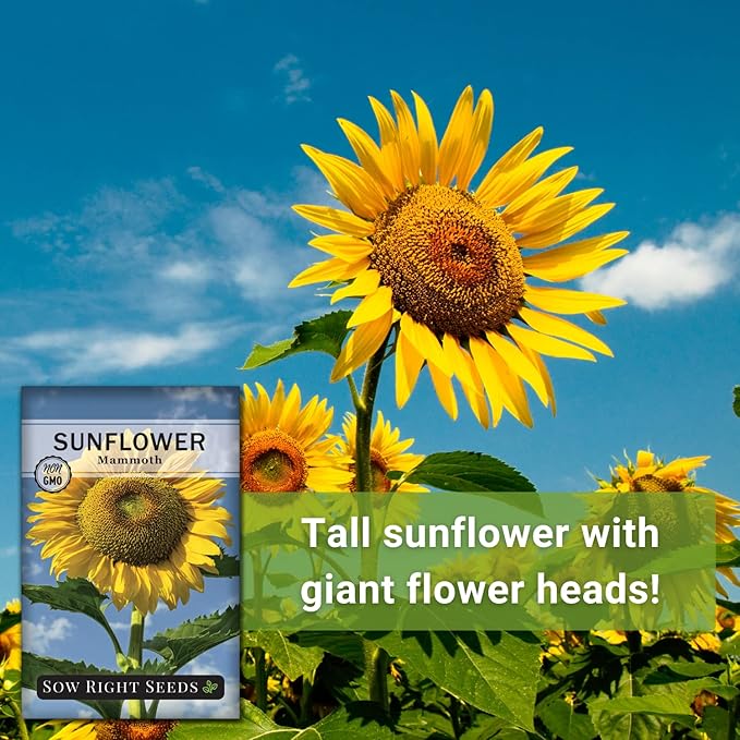 Sow Right Seeds - Mammoth Sunflower Seeds to Plant - Grow Giant Sunflowers in Your Garden - Non-GMO Heirloom Seeds for Planting an Outdoor Garden - Bright Yellow Blooms - Attract Bees and Birds (2)