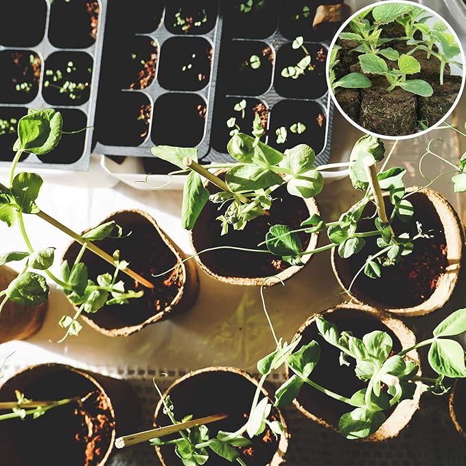 ZeeDix 100 Pcs 30mm Peat Pellets Seed Starter Soil Pods Plugs for Vegetable Seedling, Compressed Peat Nutrient Pods for Planting Easy Transplant with 100 Plant Labels & 2 Garden Tools