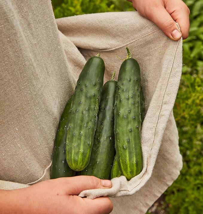 Burpee 'Marketmore 76' Slicing Cucumber Seeds, 125 Non-GMO seeds, Heirloom