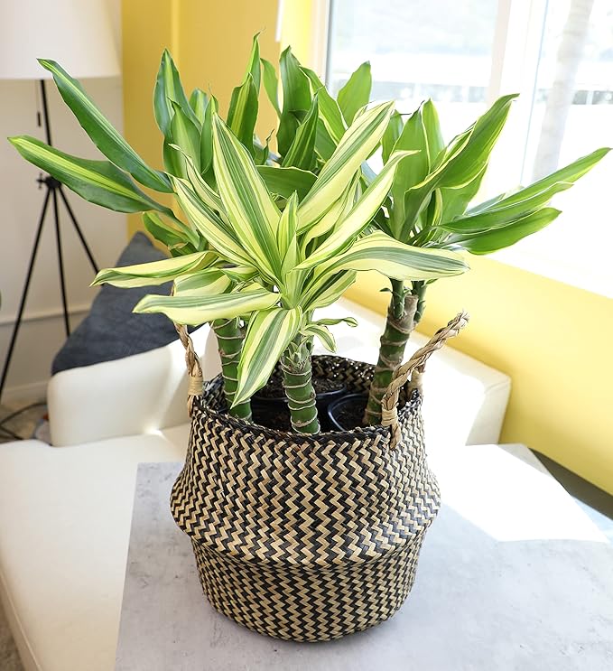 Dracaena Steudneri Moonlight 4 Pack House Plant, 4 Inch Pots for Plants, Dragon Tree Plants for Delivery Prime, Low Light House Plants, Live Plants Indoor Plants Live Houseplants by Plants for Pets