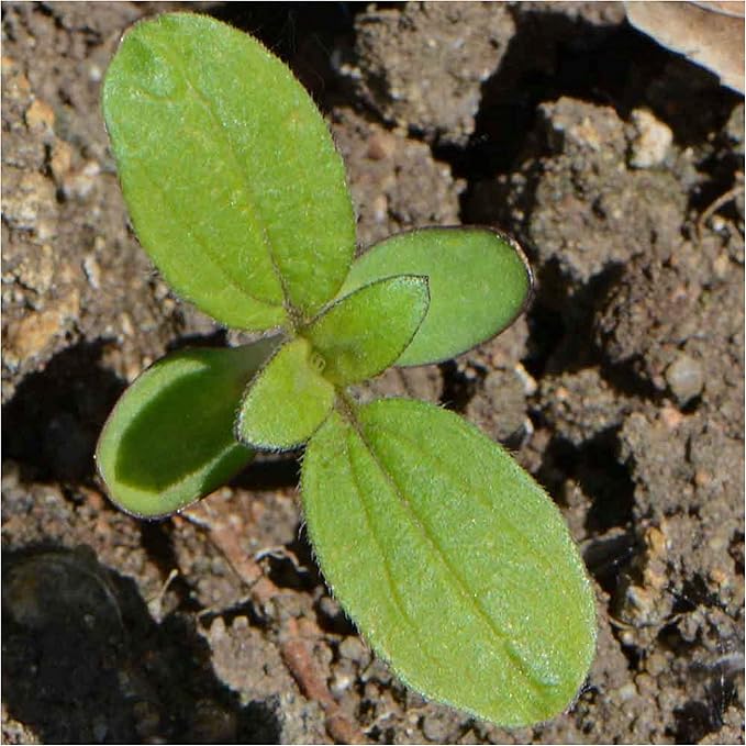 Seed Needs, Dwarf Sunspot Sunflower Seeds - 80 Heirloom Seeds for Planting Helianthus annuus - Attracts Butterflies & Pollinators, Grows 2 Feet Tall (5 Packs)