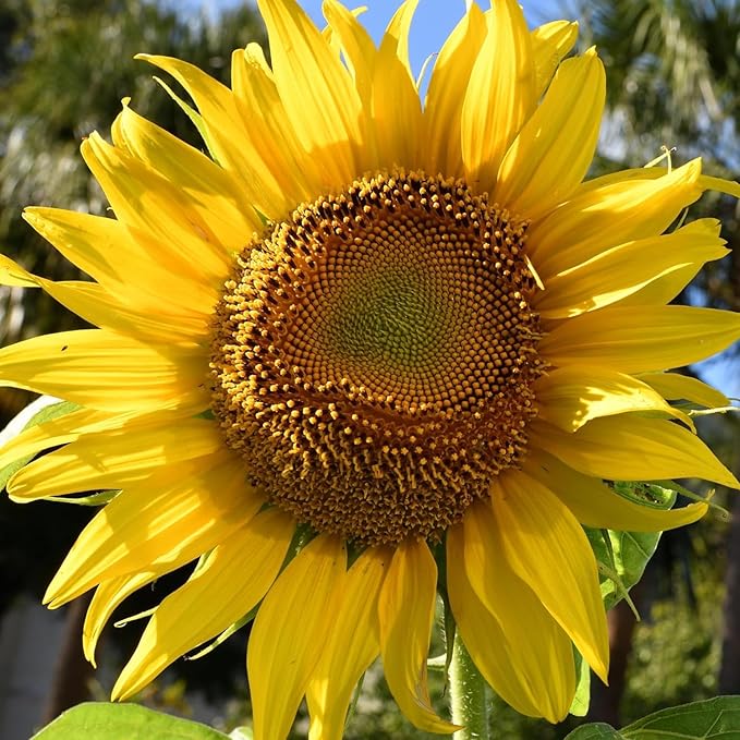 Seed Needs, 600+ Sunflower Seeds Mammoth Grey (Helianthus annuus, Non-GMO) Large Resealable Pouch, Tall Growing Sun Flowers, Flower Seeds Produce Large Heirloom Sunflowers, Great for Gardens - Bulk