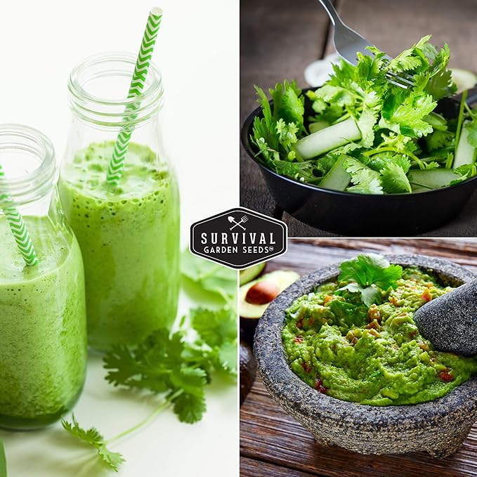 Survival Garden Seeds - Cilantro Seed for Planting - Packet with Instructions to Plant & Grow Coriandrum Sativum Herb in Your Home Vegetable Garden - Seed Vault - Non-GMO Heirloom Variety - 2 Packs