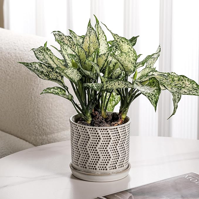 6 Inch Plant Pot: Ceramic Planter with Drainage Hole & Saucer for Indoor Outdoor Plants - Flowerpot with Bonded Tray for Home Office -Mixed Spots Debossed