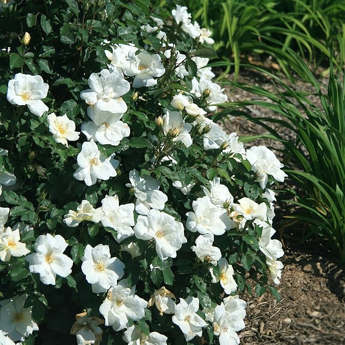 1 Gallon The White Knock Out® Rose Plant with Pure White Blooms