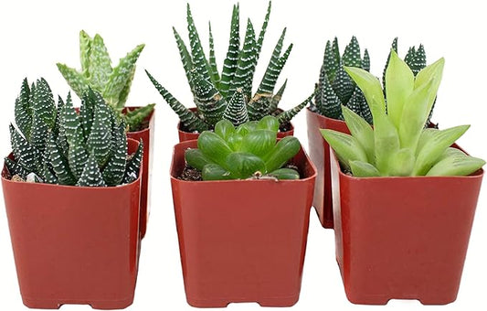 Shop Succulents | Haworthia Collection | Assortment of Hand Selected, Fully Rooted Alluring Miniature Aloe Live Indoor Succulent Plants, 6-Pack,