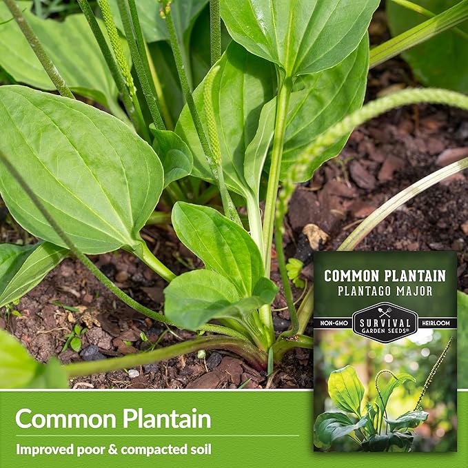 Common Plantain Seeds for Planting - 1 Packet with Instructions to Plant and Grow Plantago Major in Your Home Garden - Non-GMO Heirloom Medicinal Herb - Survival Garden Seeds