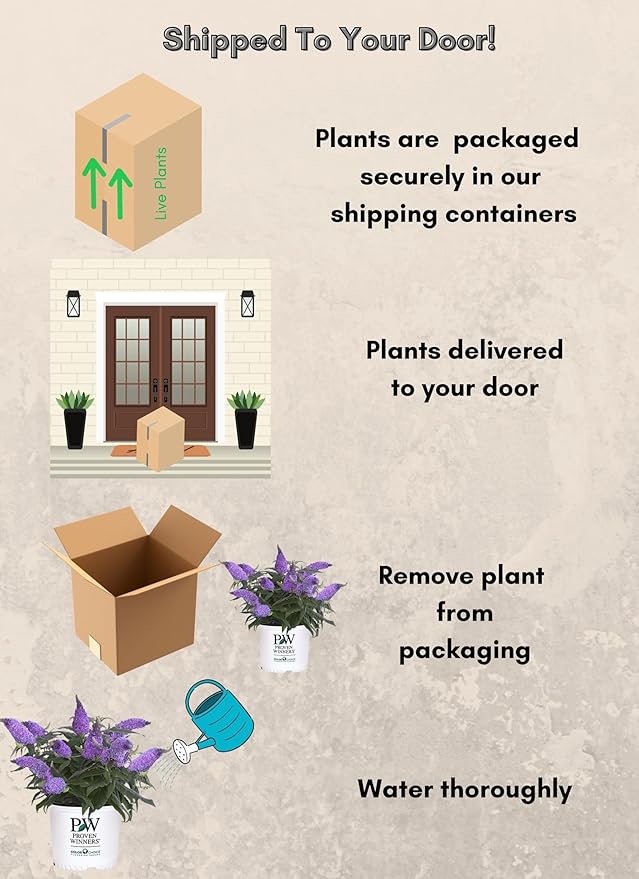 2 Gal. Pugster Ameythst Buddleia Shrub