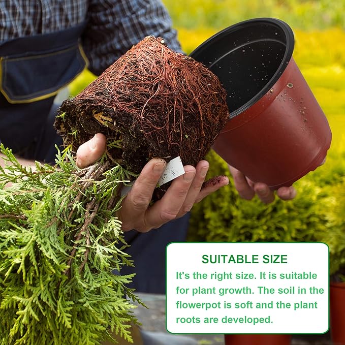 Augshy 75 Pcs 6" Plastic Plants Nursery Pot, Indoor Outdoor Seed Starting Pots