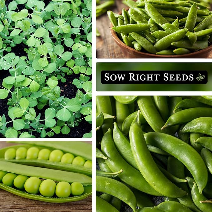 Sow Right Seeds - Sugar Snap Pea Seeds for Planting - Non-GMO Heirloom Packet with Instructions to Plant a Home Vegetable Garden - Grow Tons of Delicious Pods - Cool Season Crop, Super Productive (1)