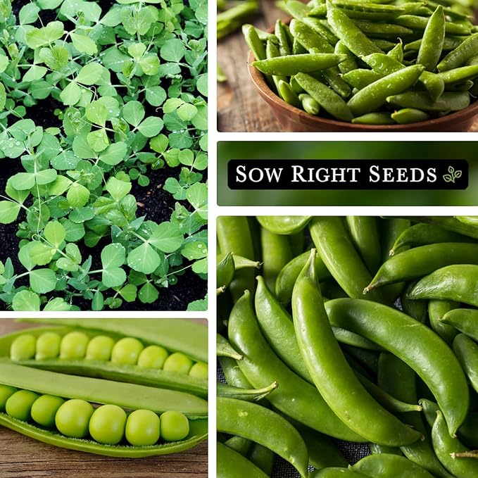 Sow Right Seeds - Sugar Snap Pea Seeds for Planting - Non-GMO Heirloom Packet with Instructions to Plant a Home Vegetable Garden - Grow Tons of Delicious Pods - Cool Season Crop, Super Productive (2)
