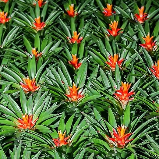 Professional Liquid Bromeliad Plant Fertilizer | 3-1-2 Concentrate for Plants and Flowers | Multi-Purpose Blend & Gardening Supplies | 8 oz Bottle