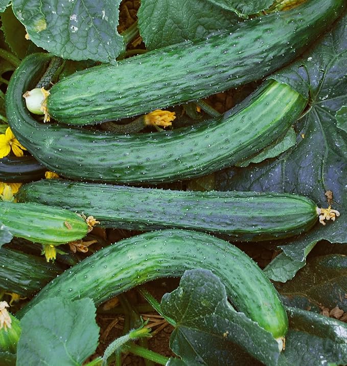Burpee 'Suyo Long' Cucumber Seeds, 30 Non-GMO seeds, Heirloom