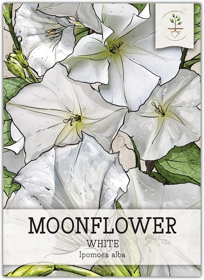 Seed Needs, White Moonflower Seeds - 20 Heirloom Seeds for Planting Ipomoea alba - Annual Flowering Vines Produce Large 6 Inch Blooms (1 Pack)