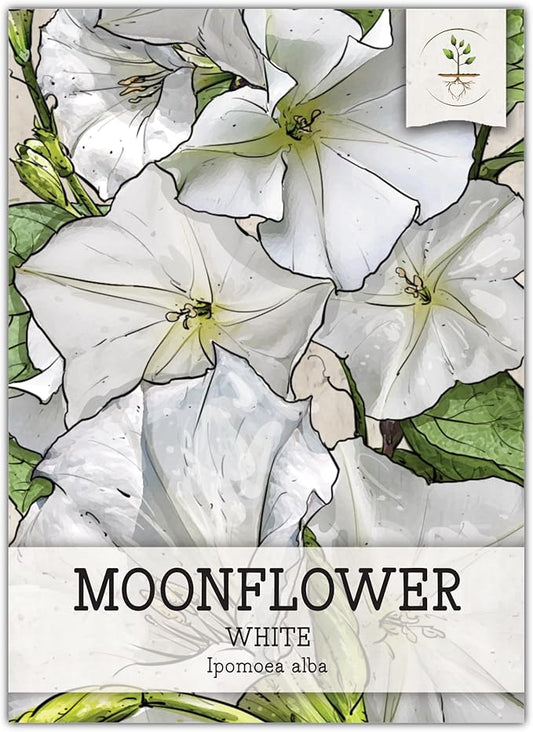 Seed Needs, White Moonflower Seeds - 20 Heirloom Seeds for Planting Ipomoea alba - Annual Flowering Vines Produce Large 6 Inch Blooms (1 Pack)