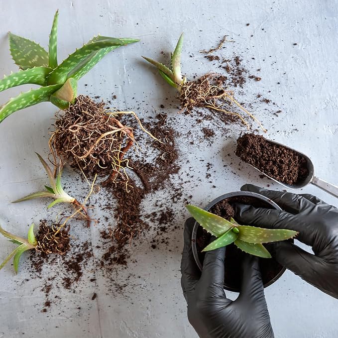 Aloe Vera Potting Soil Mix 1qt, Ready to Use for Seedling and Growing of Aloe Vera Plants or Other Houseplants