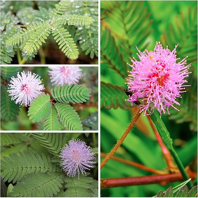 Seed Needs Sensitive Plant Seeds for Planting Mimosa pudica - Heirloom & Open Pollinated Annual Flowers - Pink Blooms with Leaves That React to Touch (2 Packs)