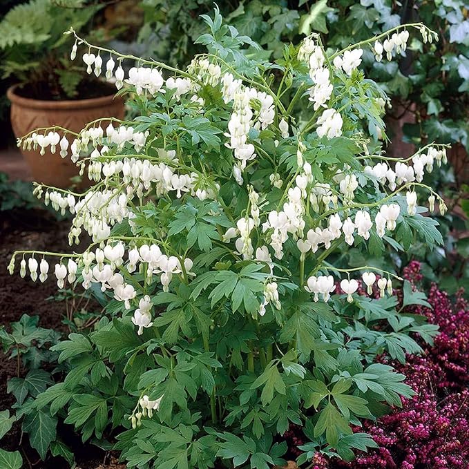 CHUXAY GARDEN 25 Seeds Dicentra Spectabilis 'Alba',Bleeding Heart,Dicentra Spectabilis Seed Rare White Flowers Showy Accent Plant Striking Landscaping