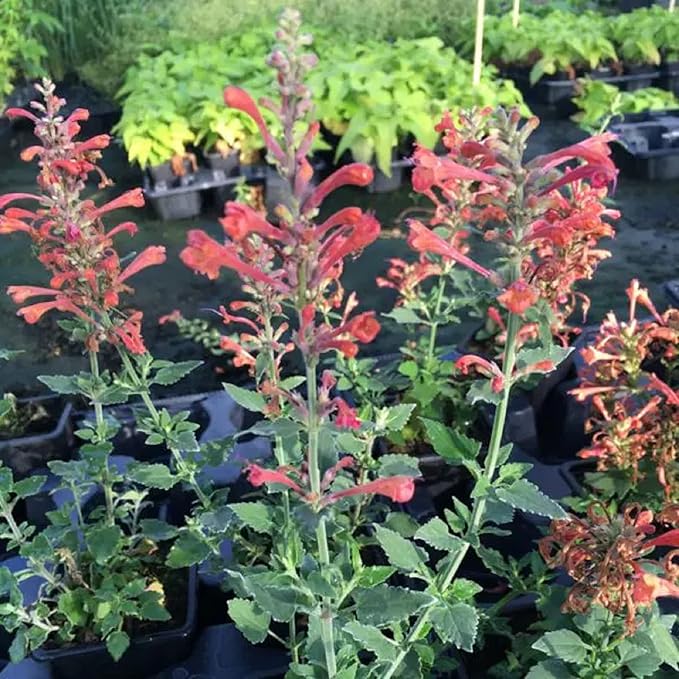 CHUXAY GARDEN Agastache Heather Queen Seed 60 Seeds Hummingbird Mint Perennial Herb Plant Highly Fragrant Makes Great Edging