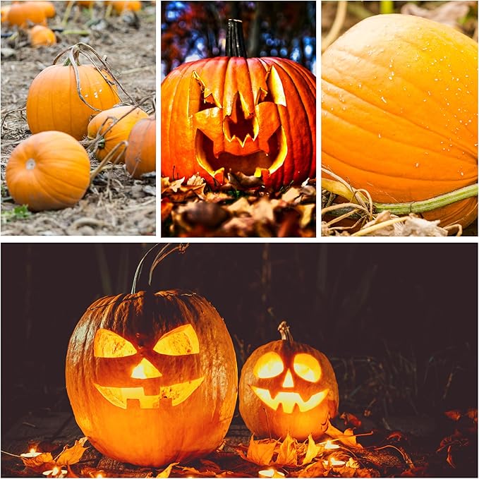 Seed Needs, Specialty Pumpkin Seed Packet Collection (4 Individual Varieties of Pumpkin Seeds for Planting) Fairytale, Blue Jarrahdale, Lumina White & Jack O Lantern